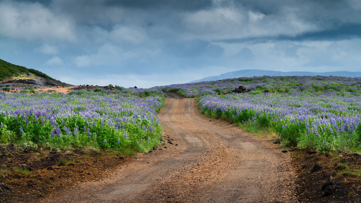 A dirty road boarded by blooming flowers.